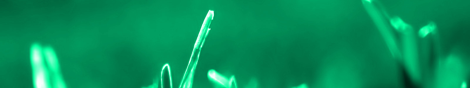 My WordPress Website